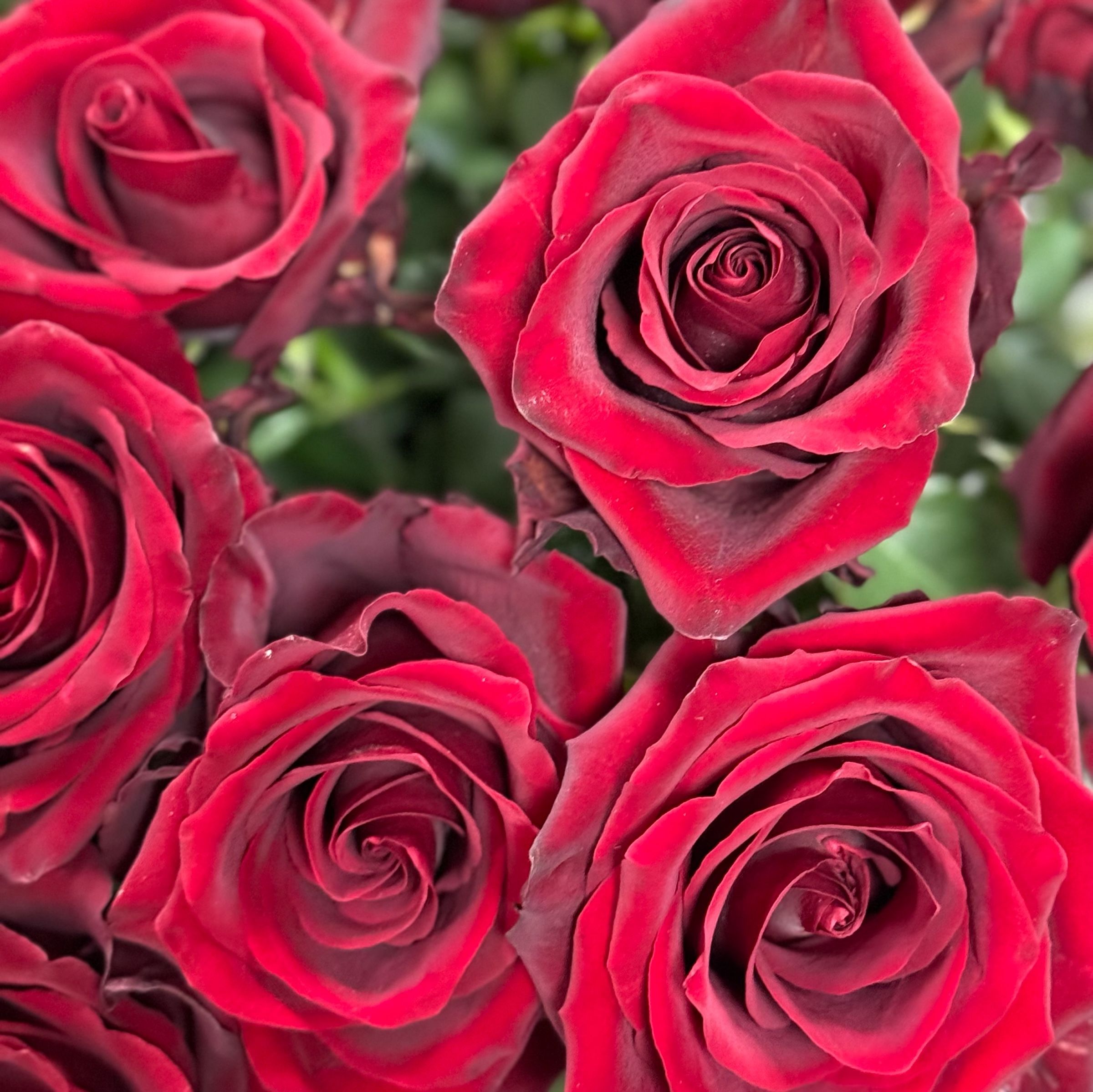 Bouquet Long red roses Explorer 