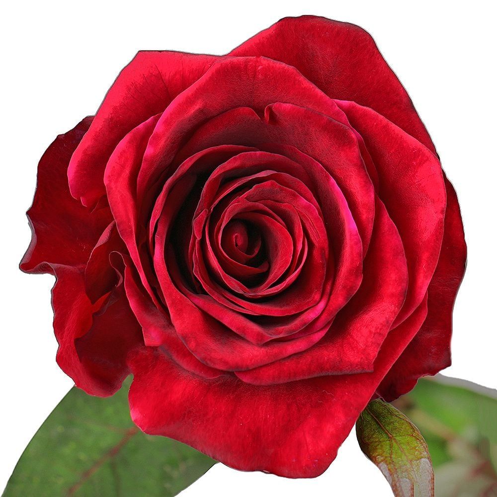 Bouquet Long red roses Explorer 