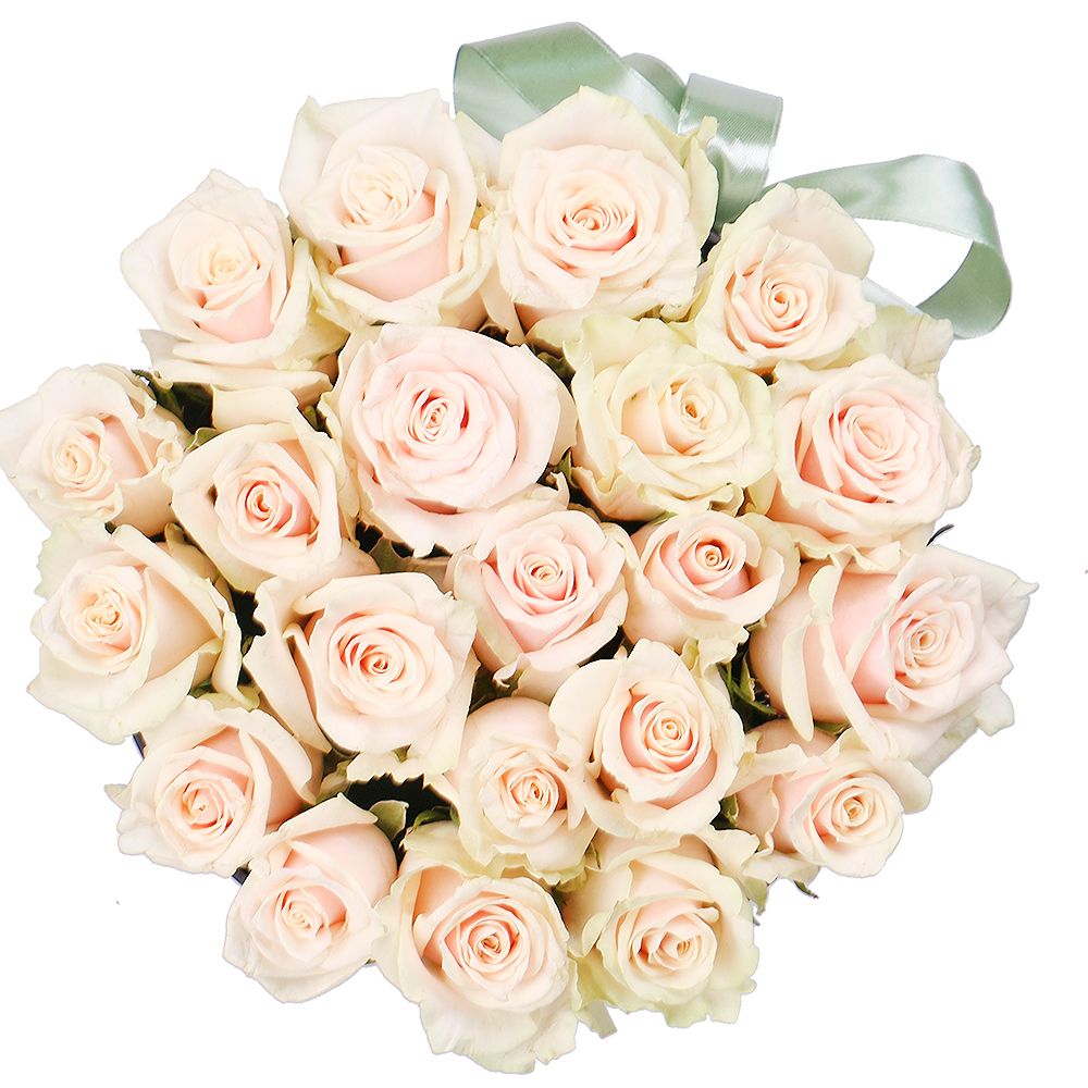 cream rose (21 pcs.), oasis, embossed box, packaging, ribbon
