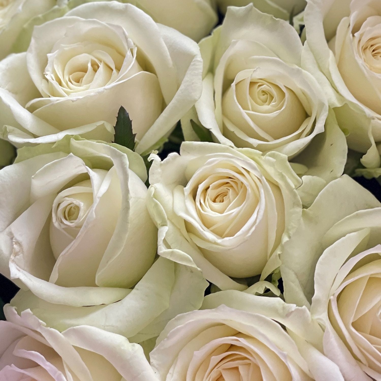 white rose (25 pcs.), packaging, ribbon