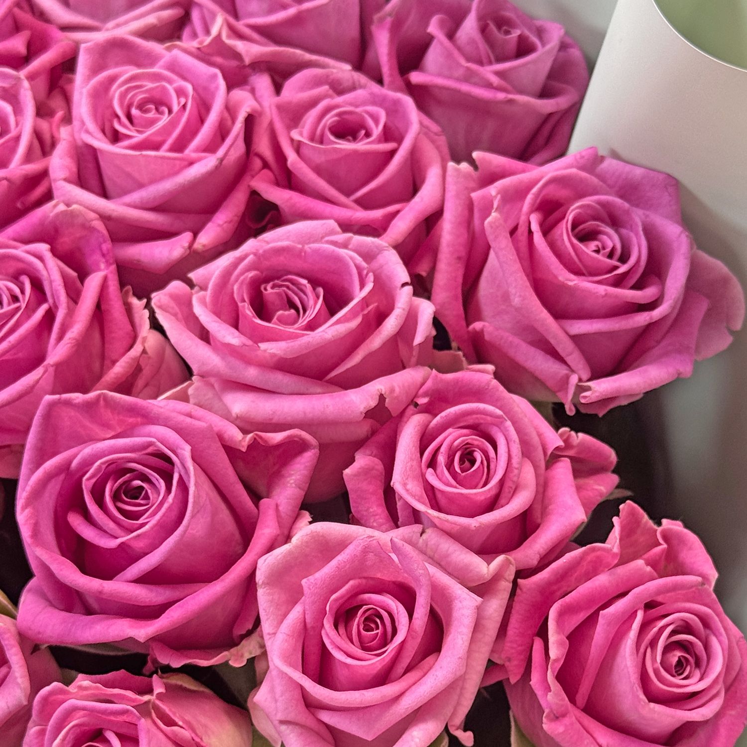 pink rose (25 pcs.), packaging, ribbon