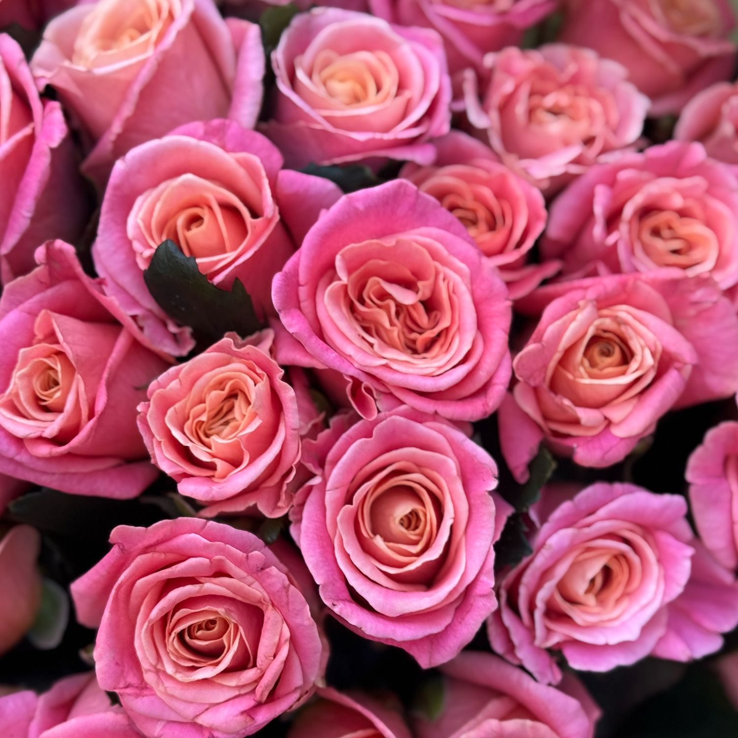 rose (51 pcs.), packaging, ribbon