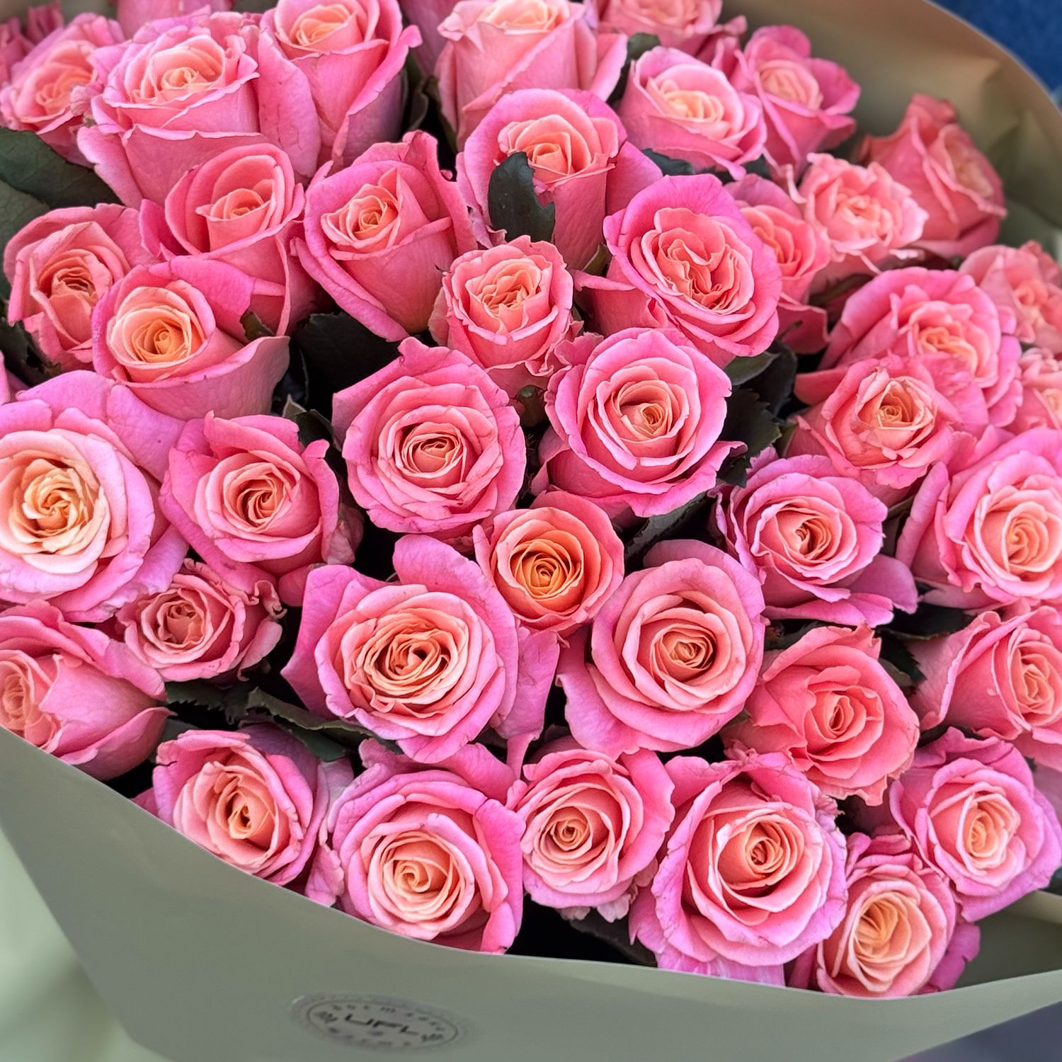 rose (51 pcs.), packaging, ribbon