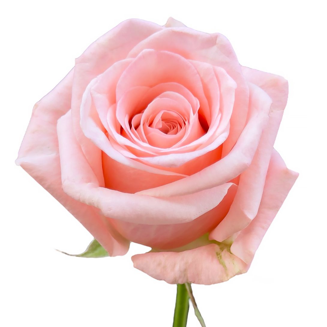 Bouquet Rose creamy by piece