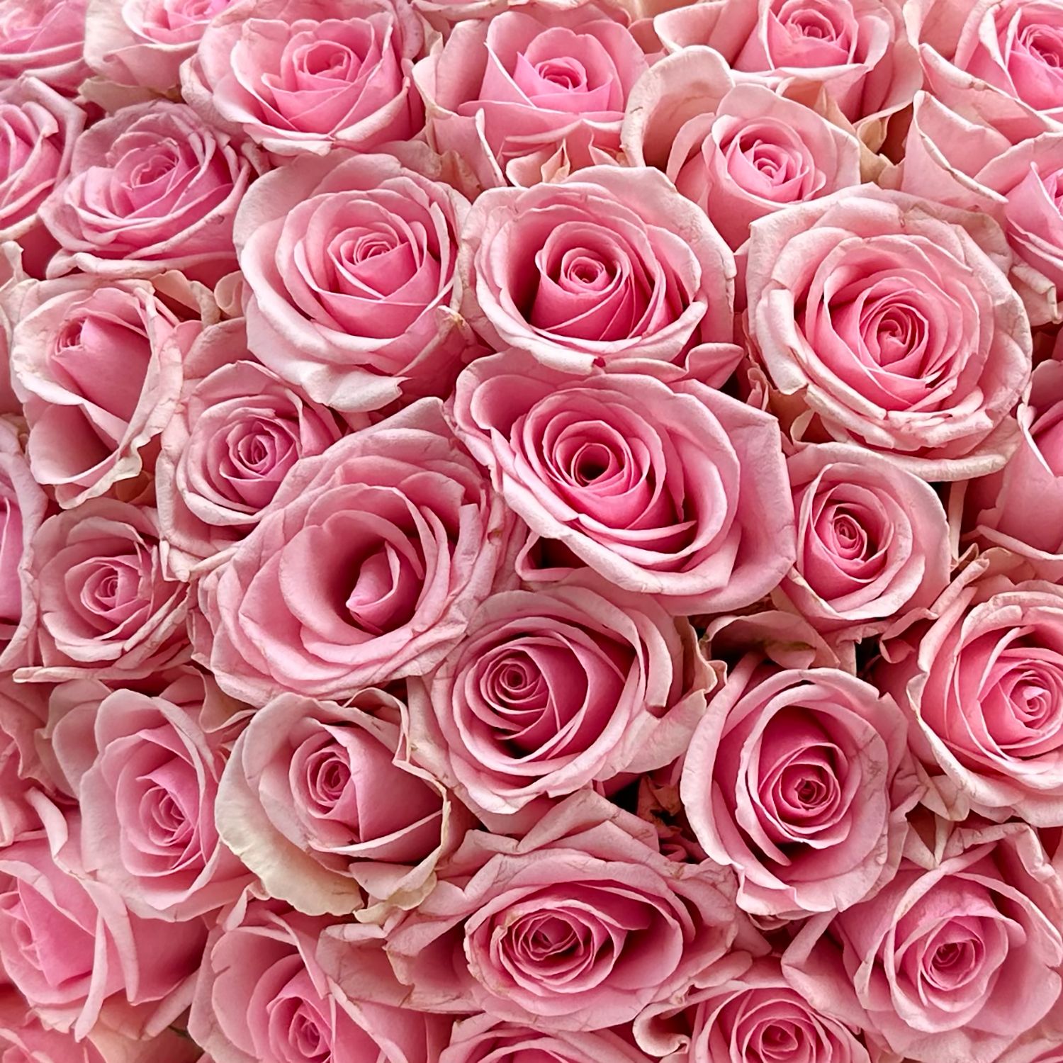 Bouquet 101 pink roses Kenia