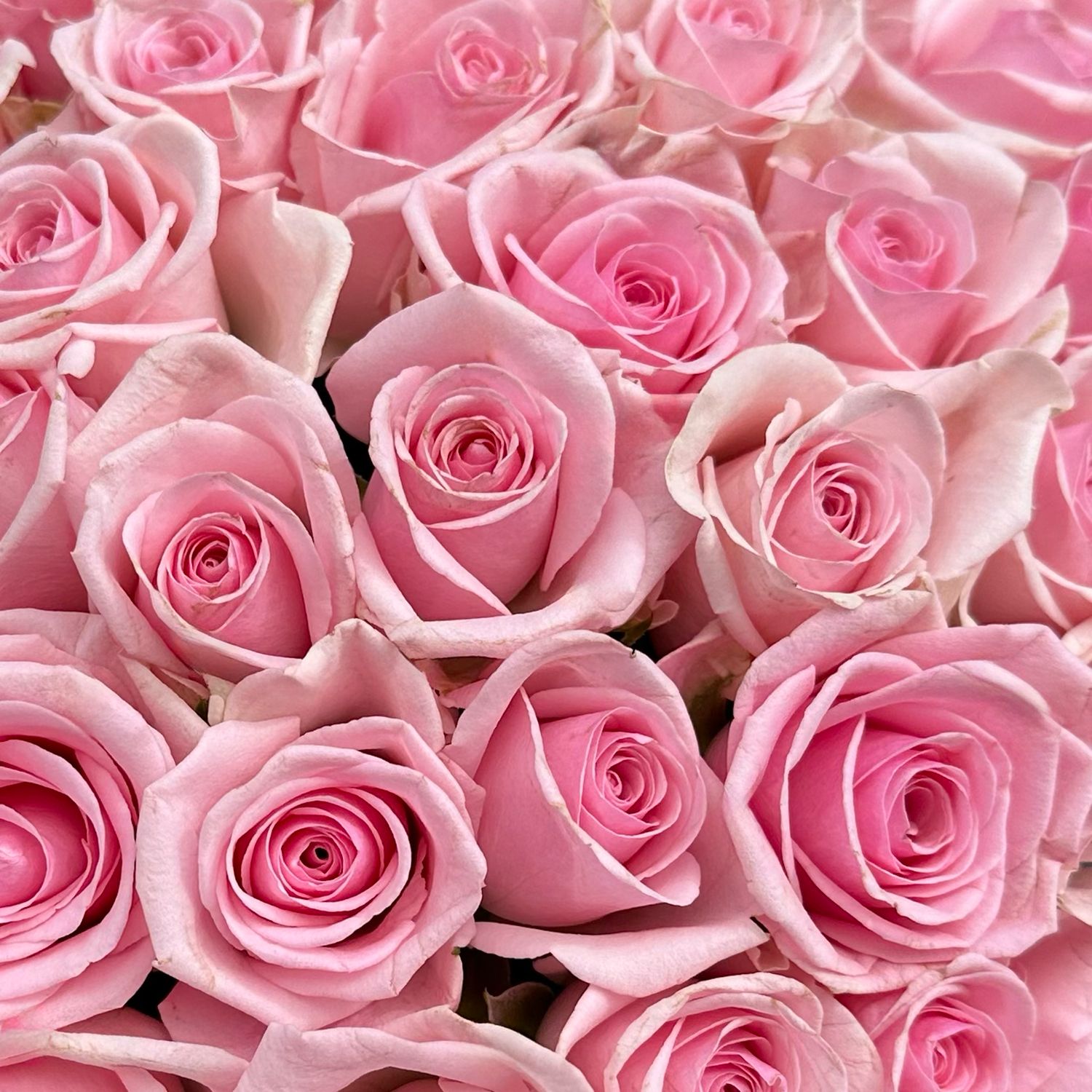 Bouquet 51 pink roses Kenia