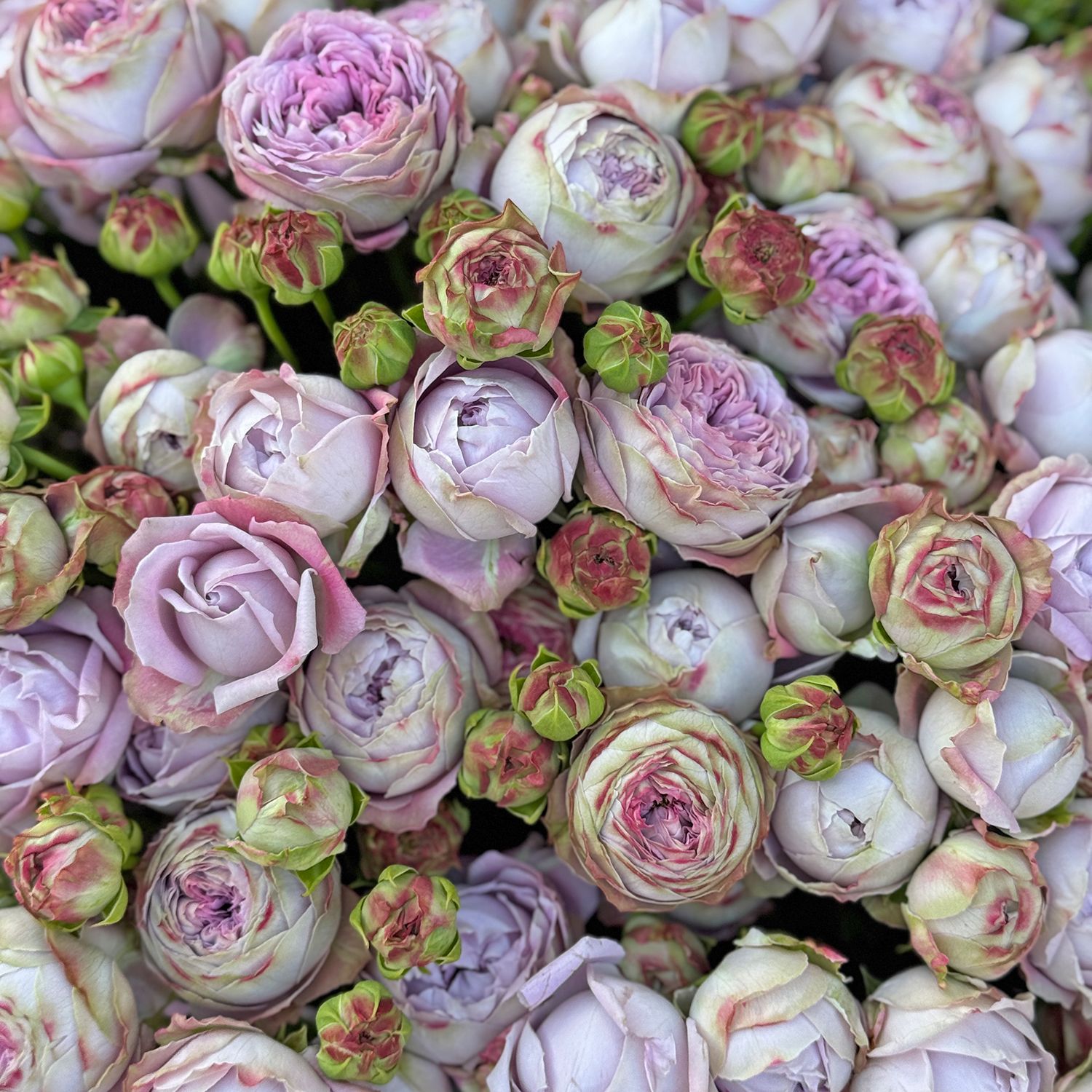 Bouquet 25 spray roses Blossom Bubbles