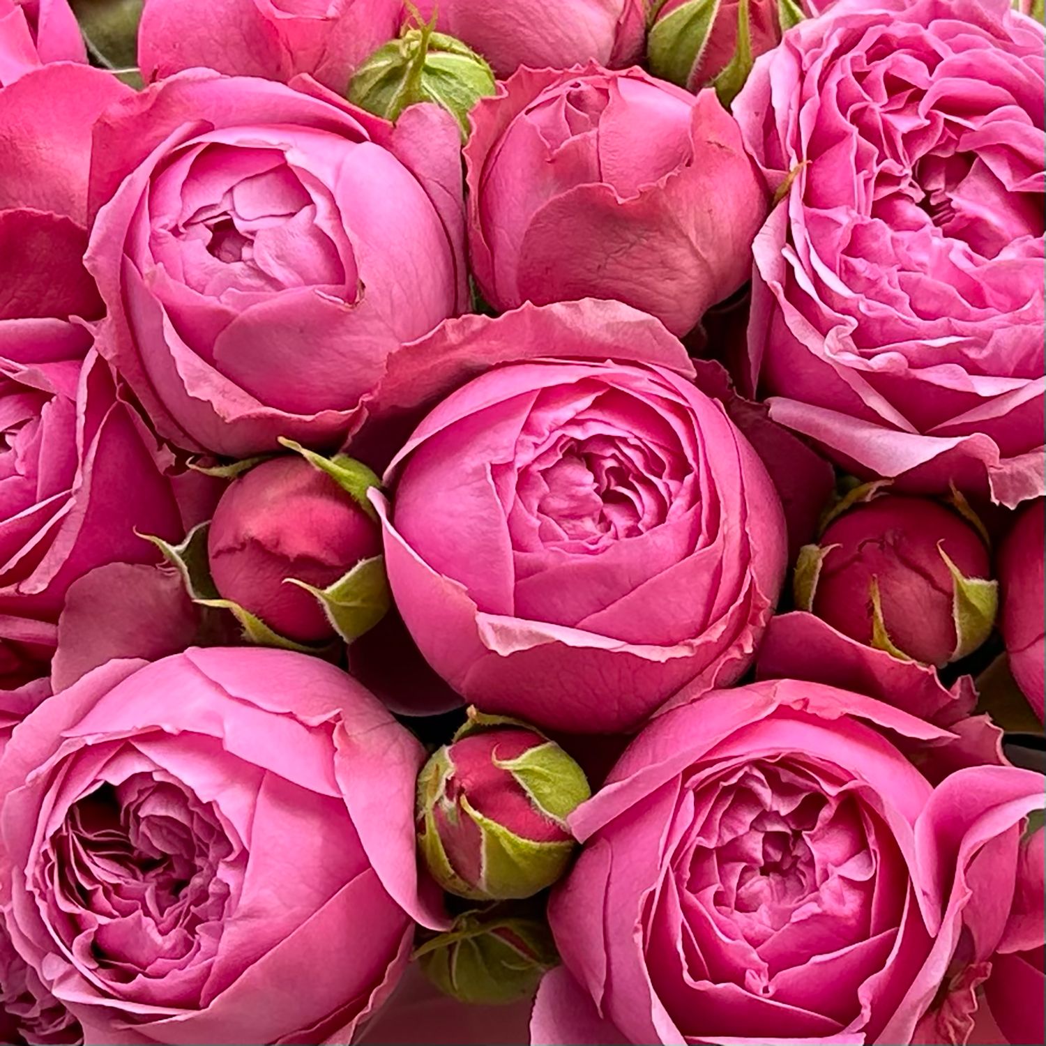 Bouquet Pink peony roses in a box