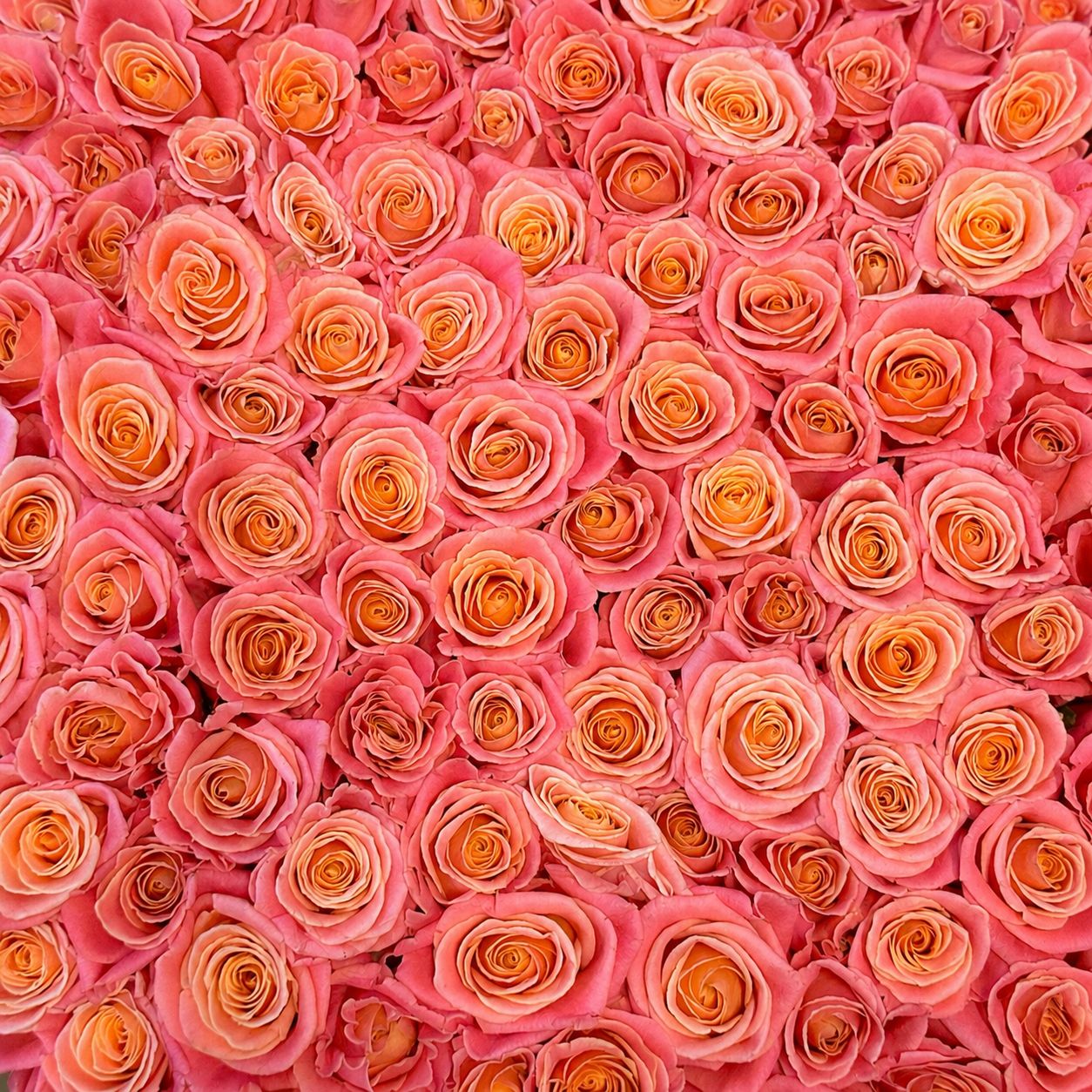 Bouquet 101 coral roses in a box