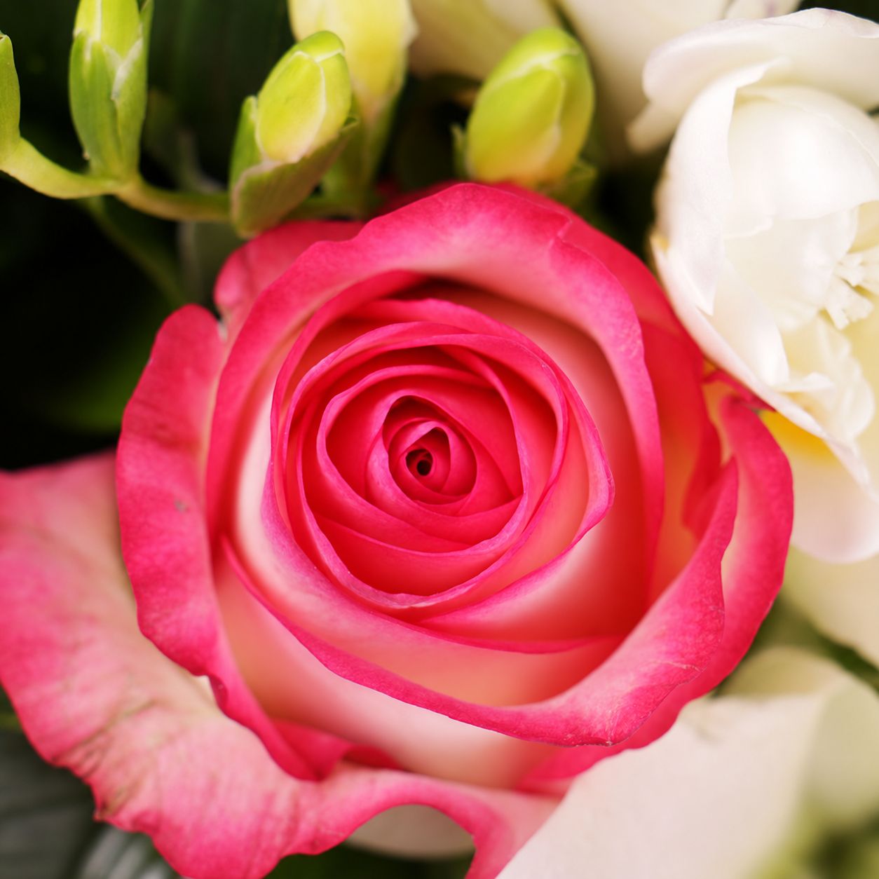 pink rose (7 pcs.), white lily, white freesia, white cymbidium, packaging, ribbon