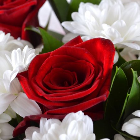white spray chrysanthemum, red rose (7 pcs.), packaging, ribbon