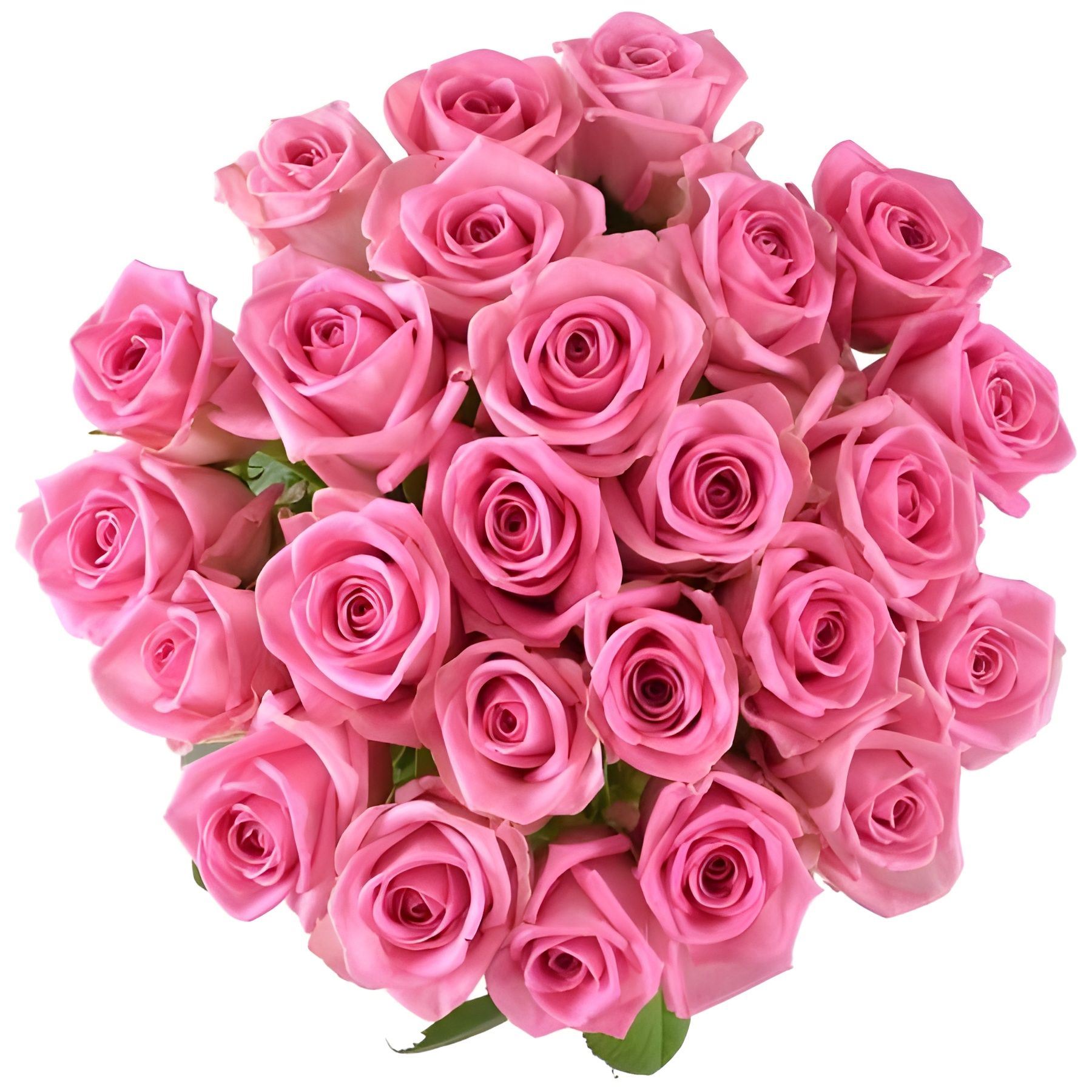 pink rose (25 pcs.), packaging, ribbon