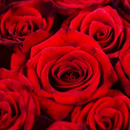 rose (145 pcs.), oasis, packaging, ribbon