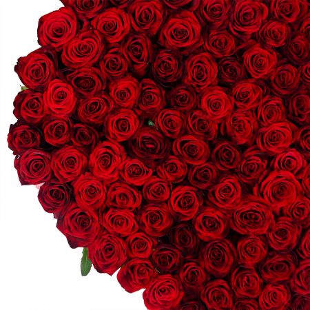 rose (145 pcs.), oasis, packaging, ribbon