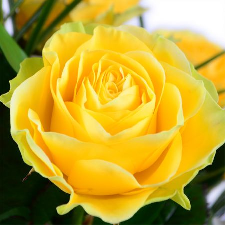 yellow rose (18 pcs.), basket m, white cymbidium (15 pcs.), oasis, packaging, ribbon