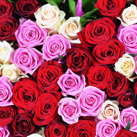 rose (101 pcs.), oasis, packaging, ribbon