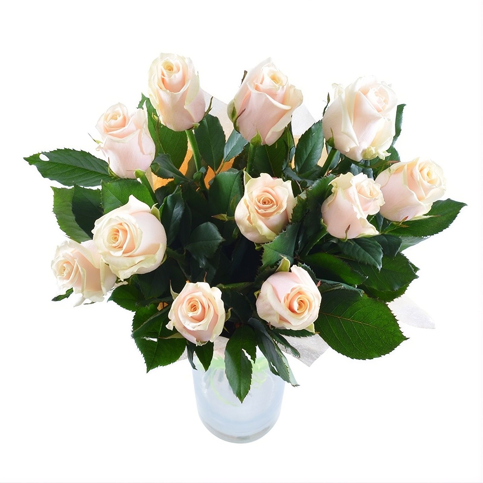 cream rose (11 pcs.), packaging, ribbon