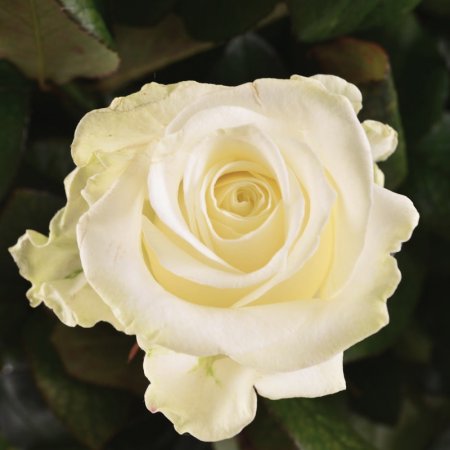white rose (72 pcs.), basket, packaging, ribbon