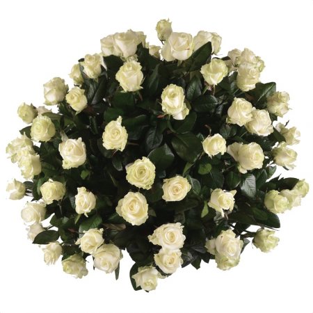 white rose (72 pcs.), basket, packaging, ribbon