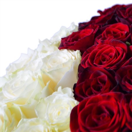 red rose (33 pcs.), packaging, ribbon