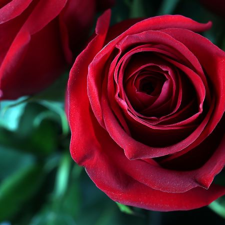Bouquet Bouquet of 15 long red roses