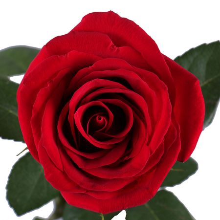premium red rose (3 pcs.), packaging, ribbon
