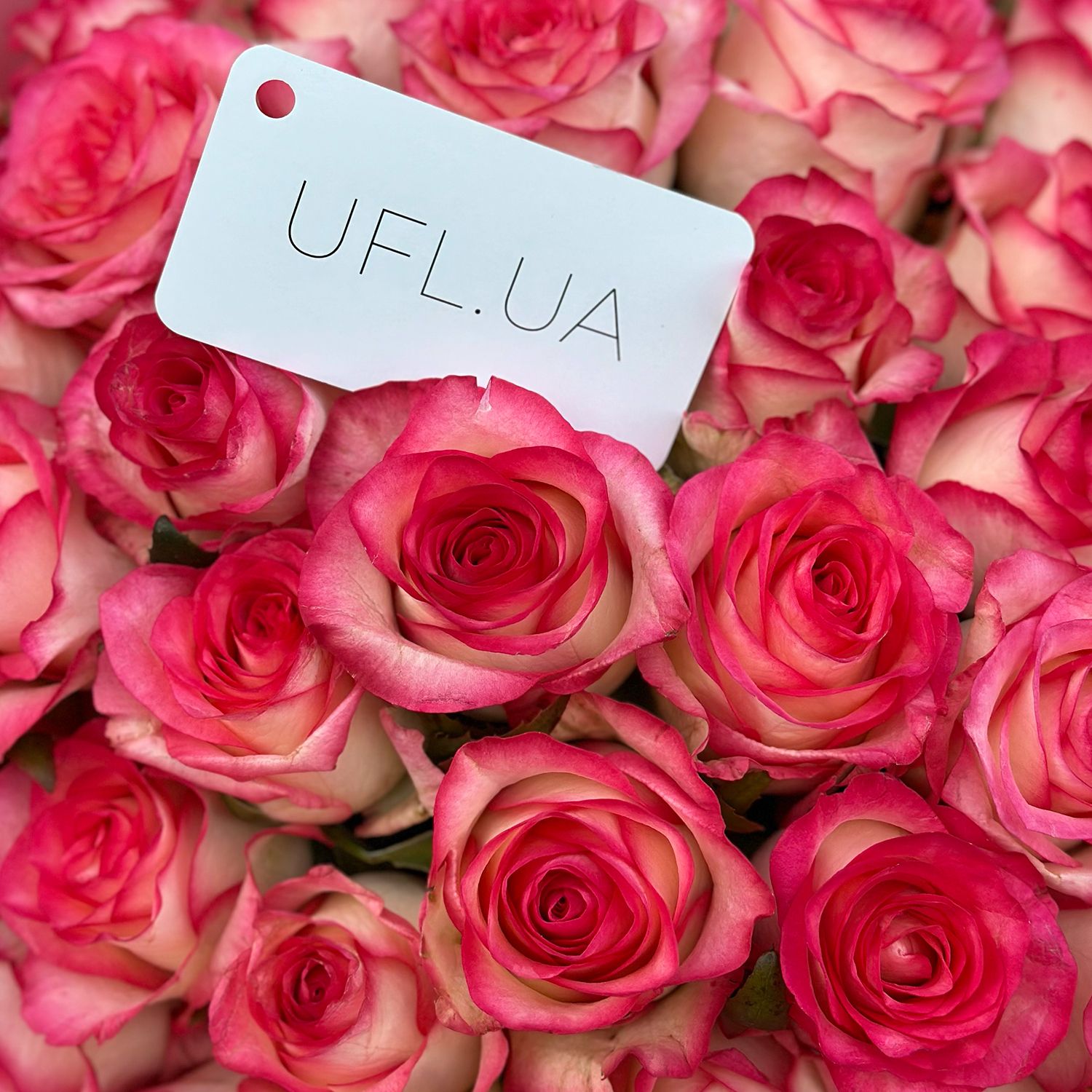 jumilia rose (51 pcs.), packaging, ribbon