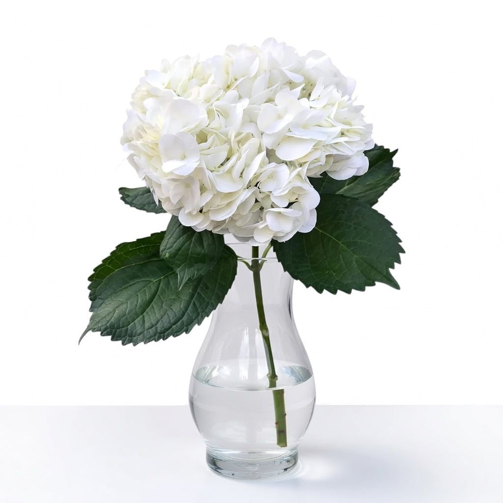 Buy white hydrangea apiece with delivery throughout the world