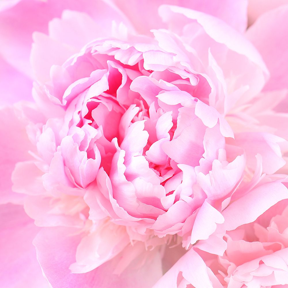Bouquet Peony is light pink by the piece