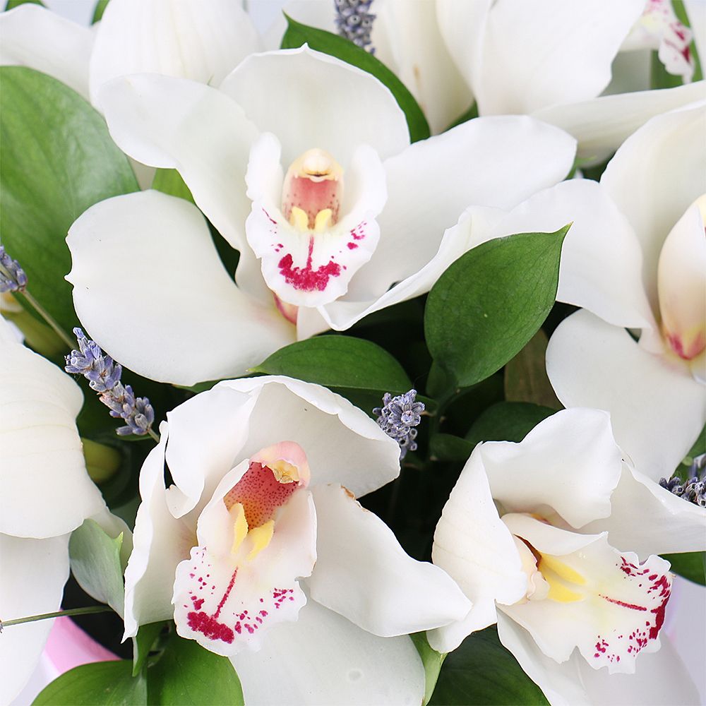 lavender, large round box, white cymbidium (9 pcs.), packaging, ribbon