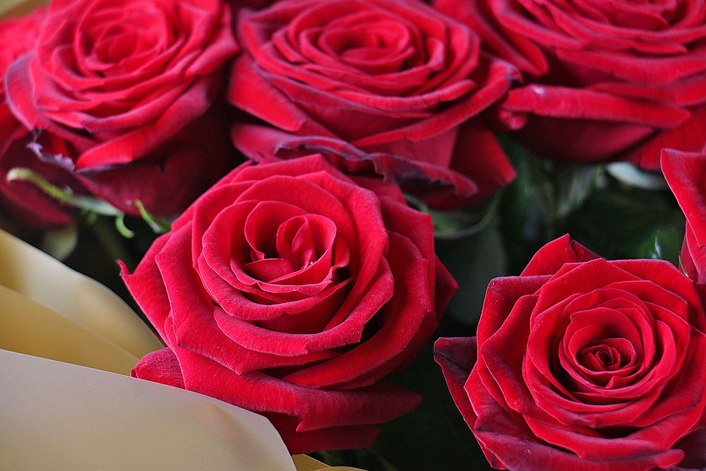 Bouquet 21 roses Krivoy Rog