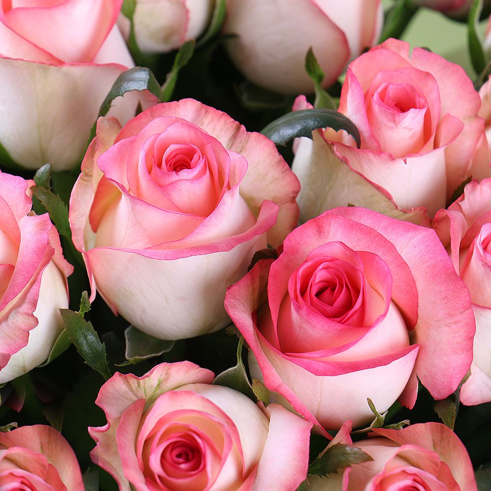jumilia rose (25 pcs.), packaging, ribbon