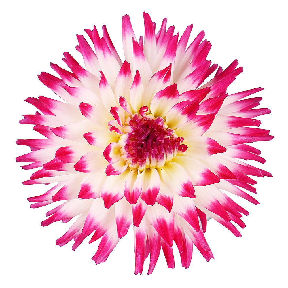 Product White-and-pink dahlia by piece