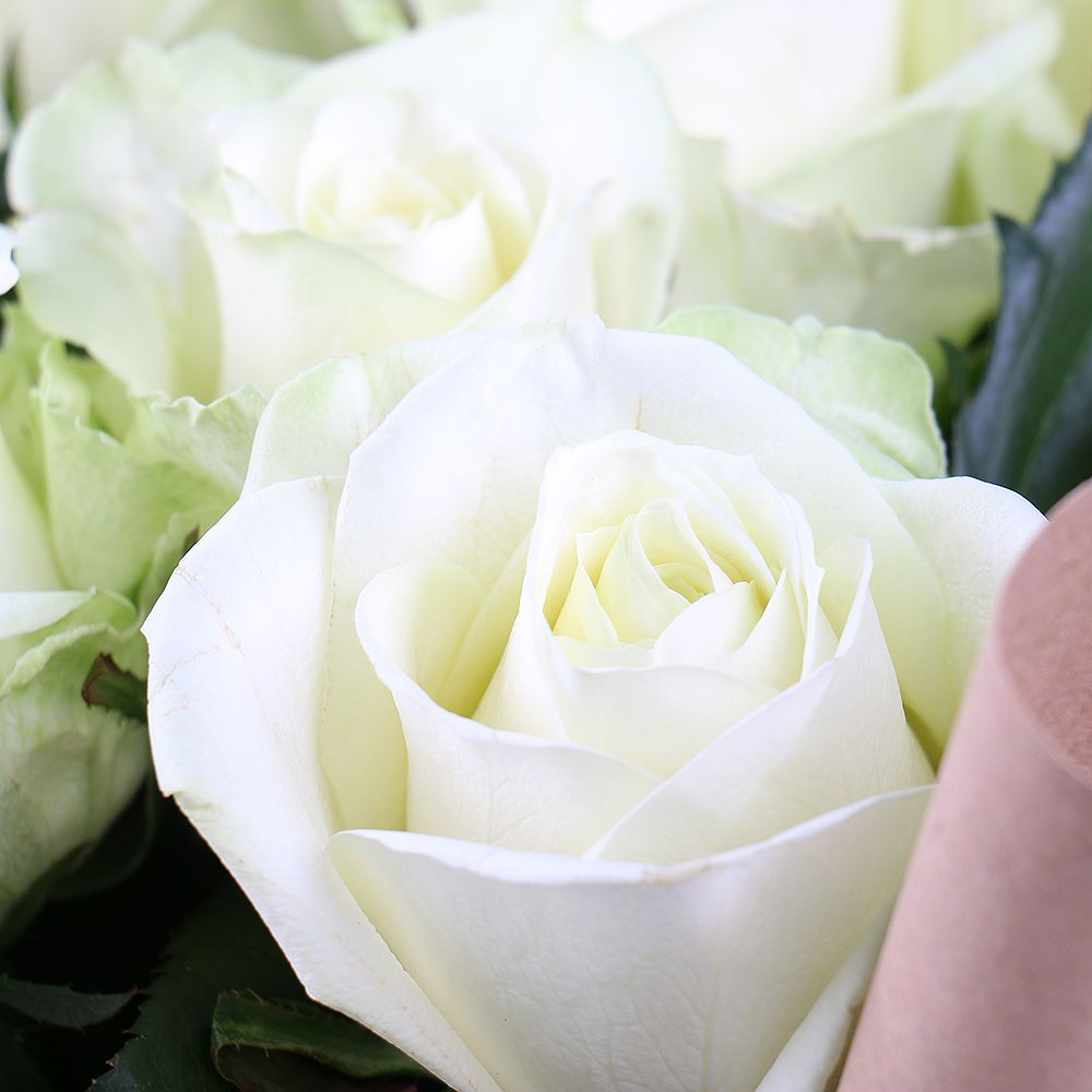 rose (9 pcs.), packaging, ribbon
