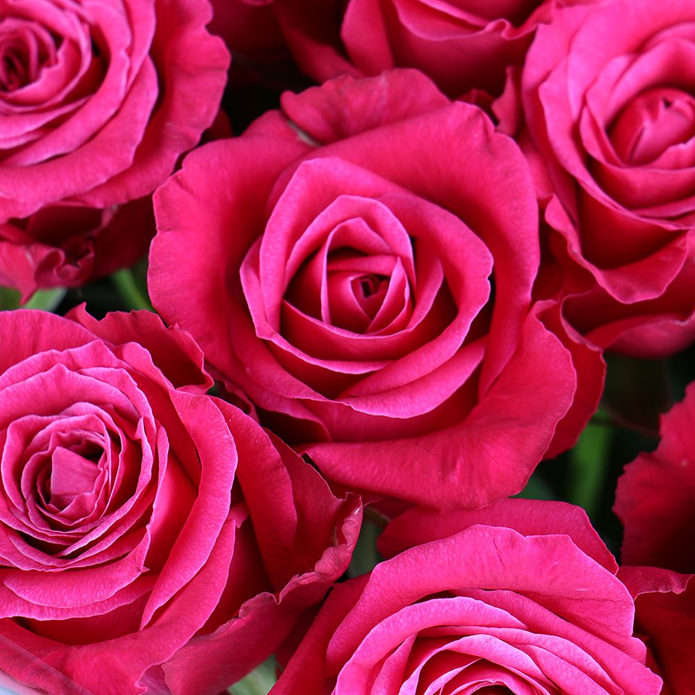 rose (15 pcs.), packaging, ribbon
