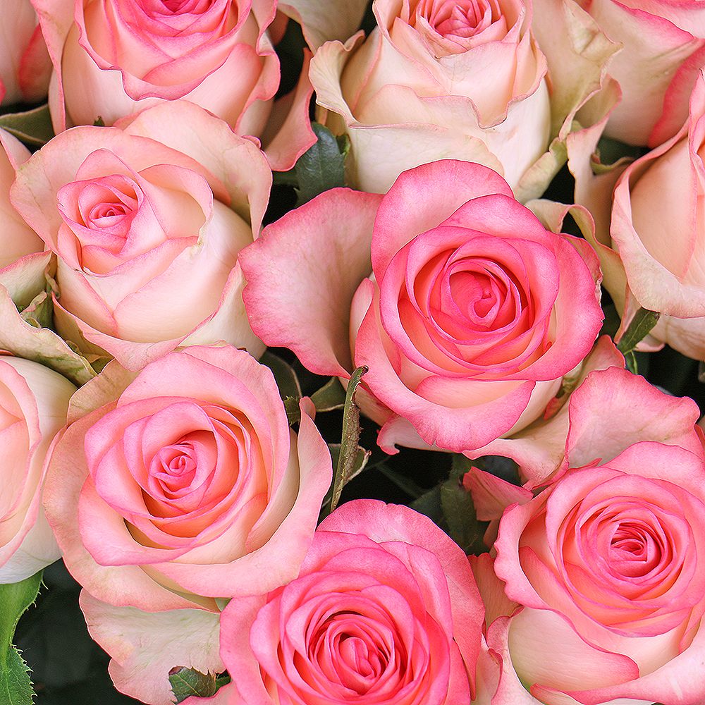 jumilia rose (101 pcs.), packaging, ribbon