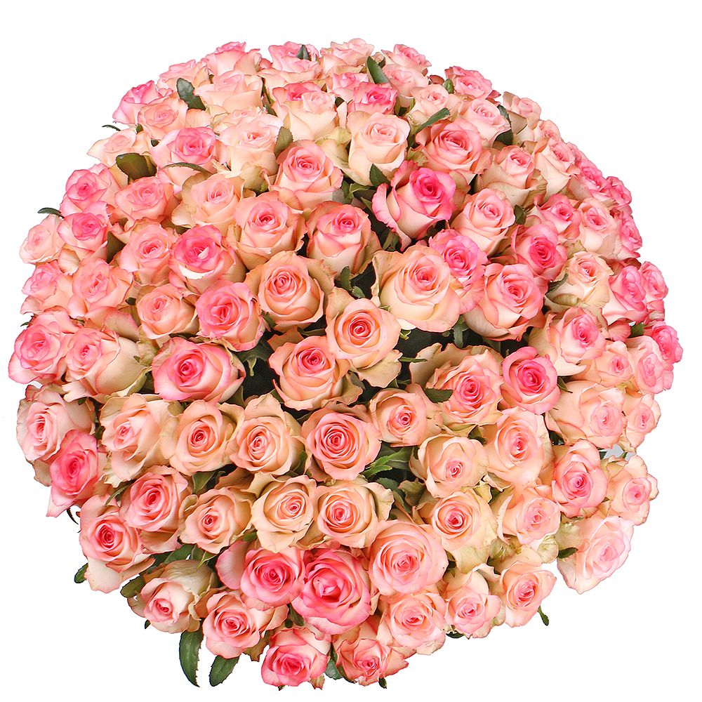 jumilia rose (101 pcs.), packaging, ribbon