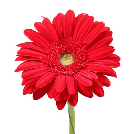 Bouquet Red gerbera by the piece