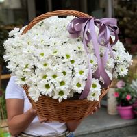 greens, basket m, oasis, white spray chrysanthemum (25 pcs.), packaging, ribbon
