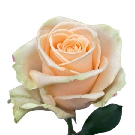 Bouquet Rose Peach Avalanche