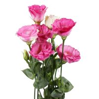Bouquet Pink eustoma by the piece