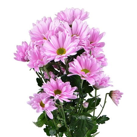 Bouquet Pink chrysanthemum by the piece (spray)