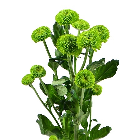 Bouquet Green chrysanthemum by the piece (spray)